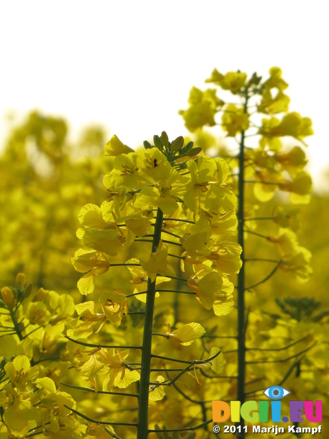 SX18094 Field of yellow Rape (Brassica napus)